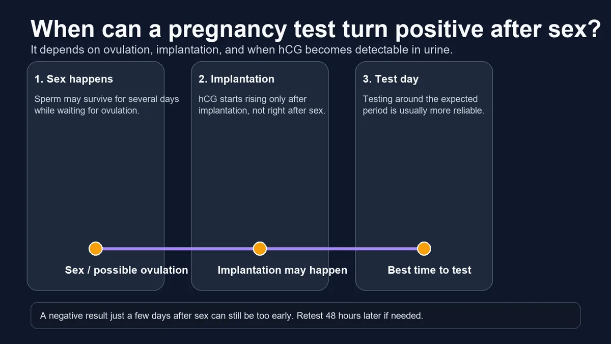 Timeline graphic showing sex, ovulation, implantation, hCG rise, and the best time to take a pregnancy test